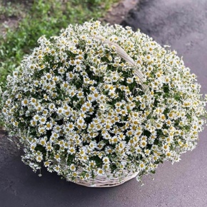 Композиция в корзине из 151 ромашки в Волоколамске