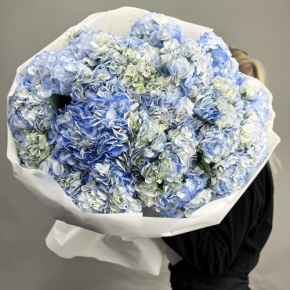 Букет из 23 синих гортензий в Волоколамске