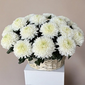 Композиция в корзине из 25 хризантем Магнум в Волоколамске
