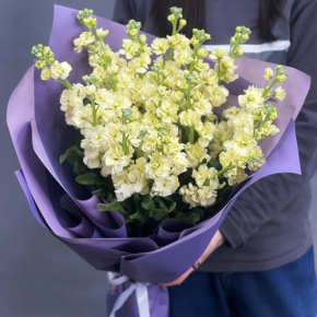 Букет из 15 лимонных маттиол в Волоколамске