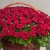 Композиция в корзине из 151 красной розы в Волоколамске