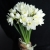 Букет из 25 нарциссов в Волоколамске Букет из 25 нарциссов в Волоколамске